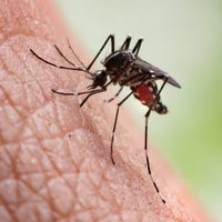Aumentan casos de dengue en México; reportan 26 víctimas mortales