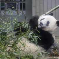 Japón se despide de su querida panda china Xiang Xiang