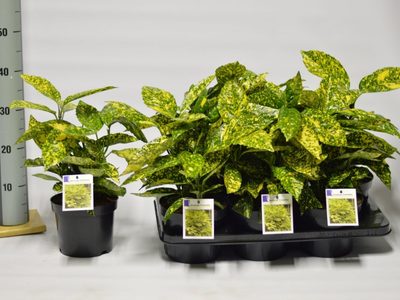 La planta sumamente resistente y de estilo tropical que es perfecta para jardines o terrazas con sombra