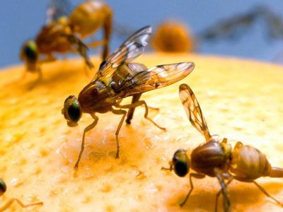 Secretos para eliminar las mosquitas de la fruta con remedios caseros
