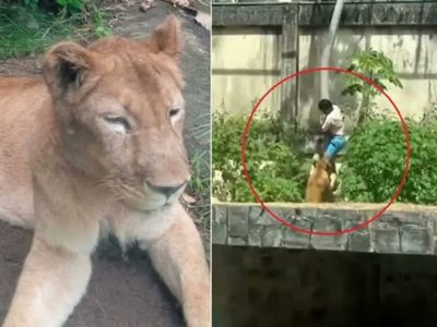 Un joven de 19 años murió tras ingresar a la jaula de una leona en Brasil