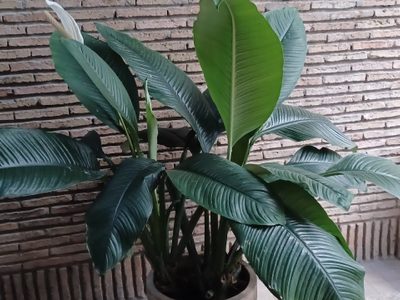 La planta de enormes y hermosas hojas que vas a querer tener en tu hogar