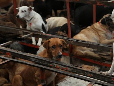 Exigen devolución de animales del Refugio Franciscano en inmediaciones del partido México-Portugal