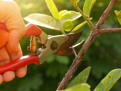 Poda sí o poda no: cómo mantener tus plantas en invierno para que lleguen rozagantes a la primavera