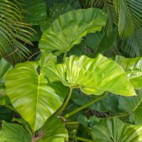La forma más fácil y gratis para reproducir tu planta de Oreja de Elefante en tiempo récord