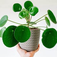 Llamativa y exótica: cómo cuidar tu planta china del dinero para que dé lindas hojas y flores