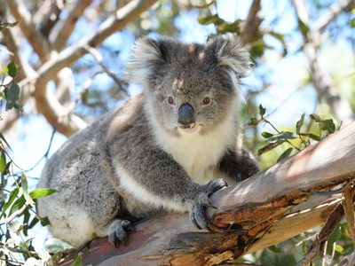 Por qué Australia sacrificó 750 koalas desde helicópteros con francotiradores