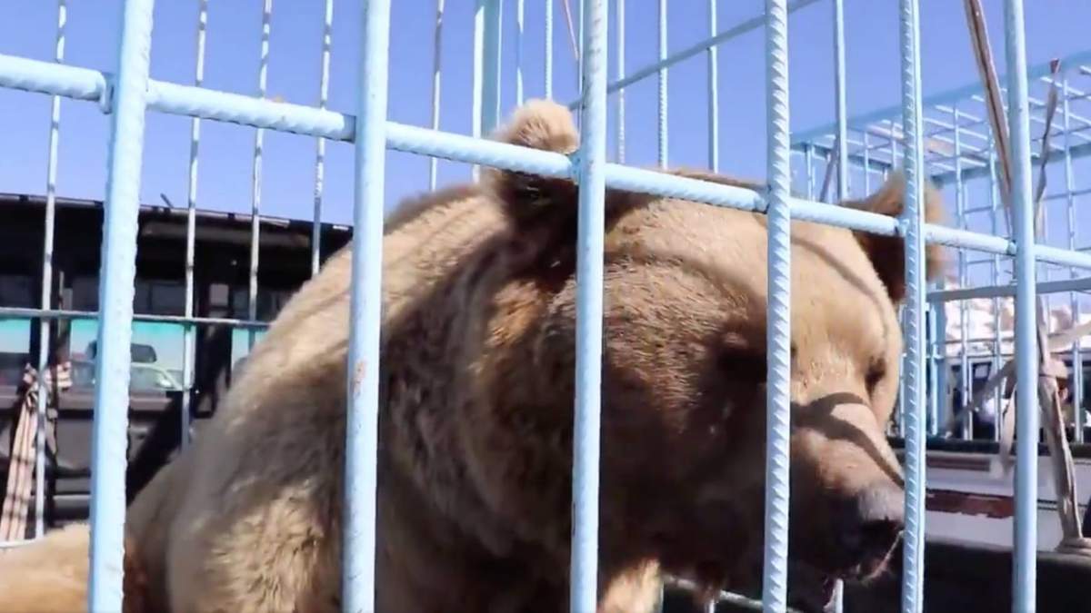 Uno de los osos que estaban en cautiverio