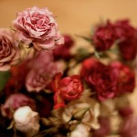 Inmortalizá para siempre tus flores preferidas con esta técnica de secado que te va a encantar