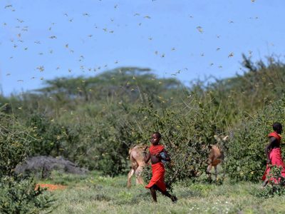 La peor plaga de langostas de los últimos 50 años afecta a 9 países de África