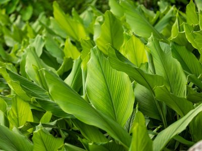 Conocé el valioso poder curativo de las hojas de la planta de Cúrcuma, perfecta para cultivar en casa