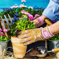 No tires los restos de estos alimentos y usalos de esta forma para que tus plantas se vuelvan hermosas