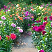 Cómo multiplicar tus Dalias para llenar tu jardín de las flores más lindas: trucos y secretos para no fallar en el intento