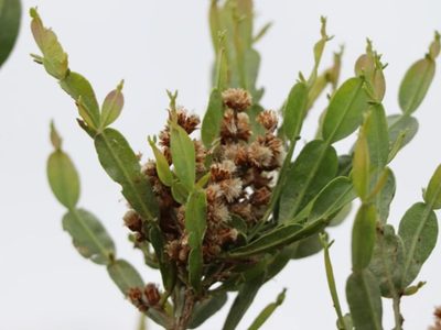 La planta que crece rapidísimo en cualquier jardín y esconde muchos beneficios para tu salud