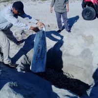 Profepa rescata 6 mil 500 huevos de tortuga en playa de Oaxaca
