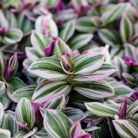 La planta favorita de las abuelas con flores divinas que crece rapidísimo si querés decorar tu casa o jardín
