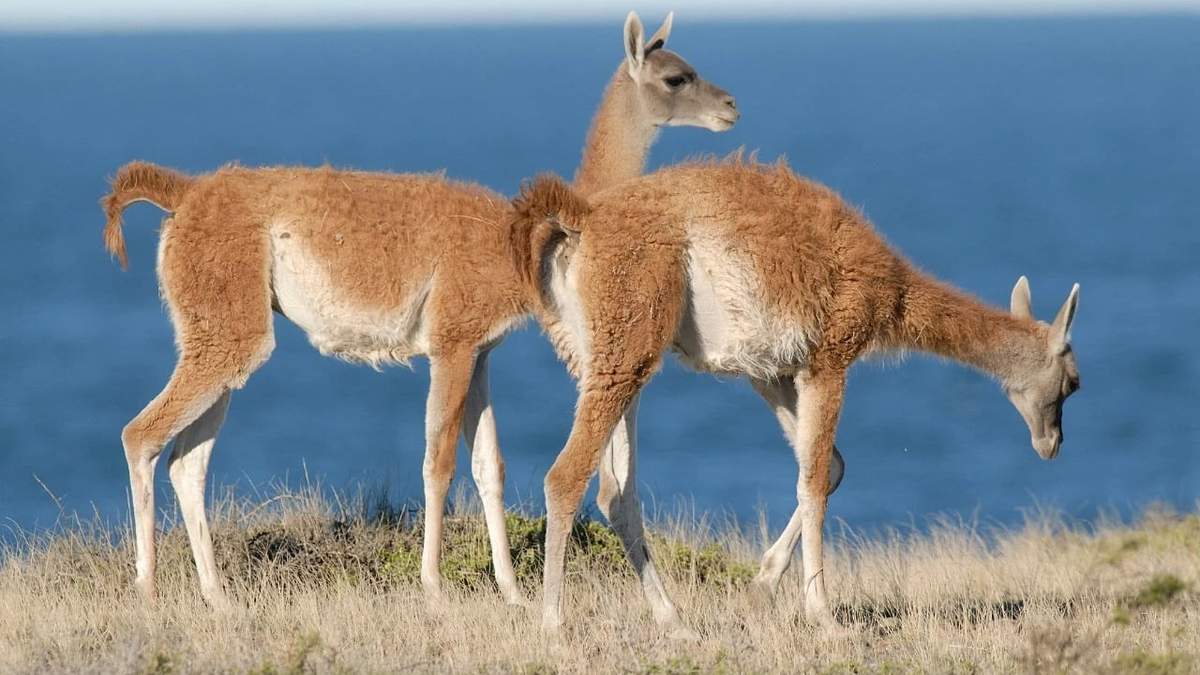 Guanacos, emblema de nuestra fauna.