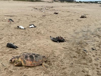 Aparecen cinco mil animales muertos en playas de Uruguay; esto es lo que se sabe