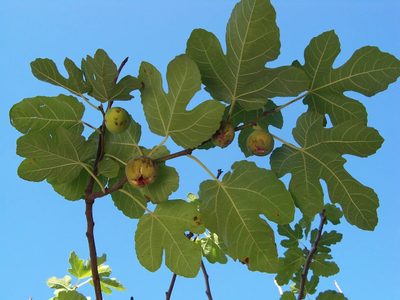 La planta de grandes hojas y riquísimos frutos que las abuelas tienen en el jardín y que es un tesoro para la salud