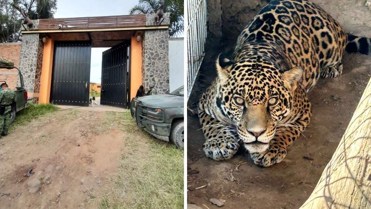 Finca en Las Trancas, Jalisco, donde se aseguraron animales exóticos, droga y armas