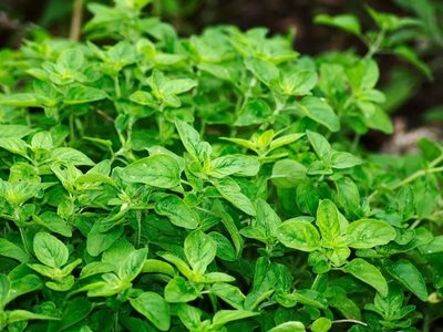 La poderosa planta que podés cultivar en casa y que es ideal para aumentar el colágeno y mejorar la salud