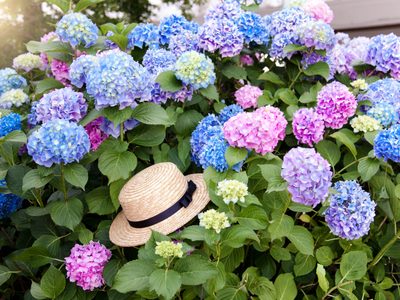 Hortensias: los trucos que tenés que conocer para que esta planta tan famosa en otoño florezca como nunca