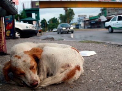 México encabeza lista de abandono de perros y gatos en América Latina