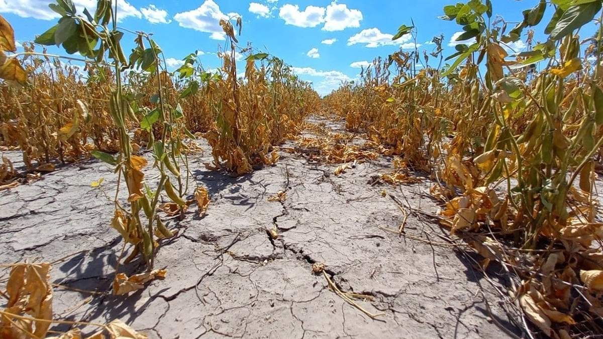 Emergencia agropecuaria. Fuente: (X)