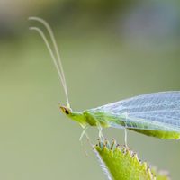 No lo mates: el raro insecto volador al que muchos temen, pero que es un tesoro para tu jardín