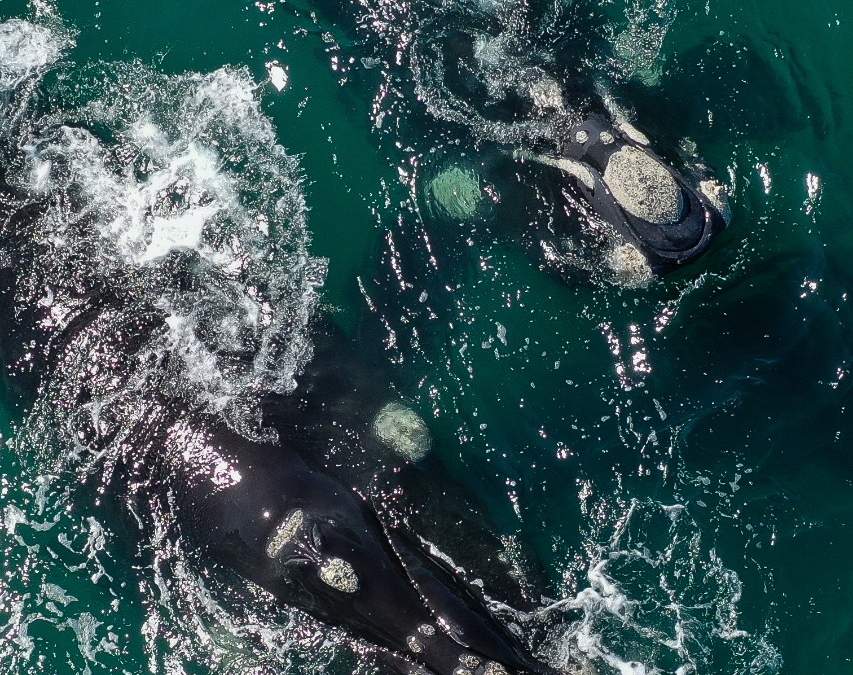 Ballenas
