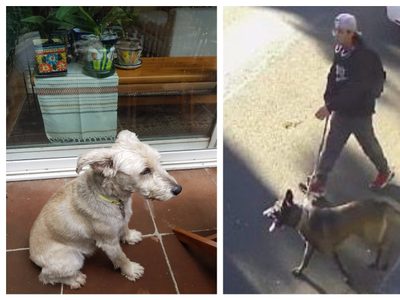 Gabriel Quadri denuncia que un pastor Belga Malinois mató a su perro (Video)