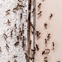 Las abuelas lo usaban: el mejor truco para alejar a las hormigas de tu casa en el primer intento