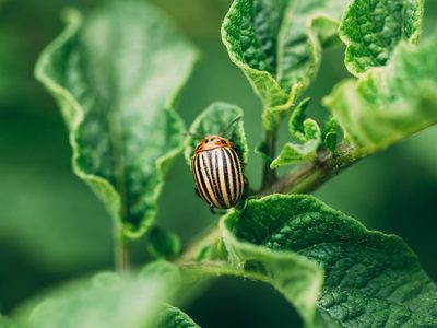 Con tres ingredientes, alejá a cualquier insecto que se está comiendo tus plantas
