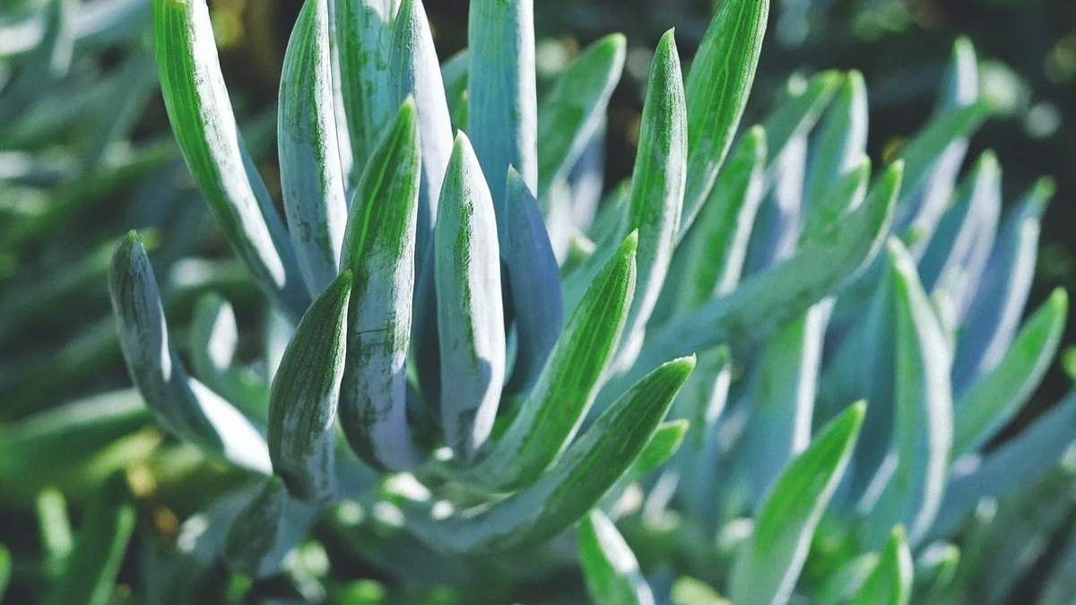 Senecio Vitalis crestada. Fuente: (Instagram)