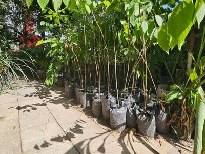6 árboles hermosos de rápido crecimiento que podés plantar en el jardín de tu vereda