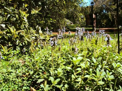 Mejor que un insecticida: la planta fácil de cuidar que ahuyenta a las hormigas de tu jardín para siempre