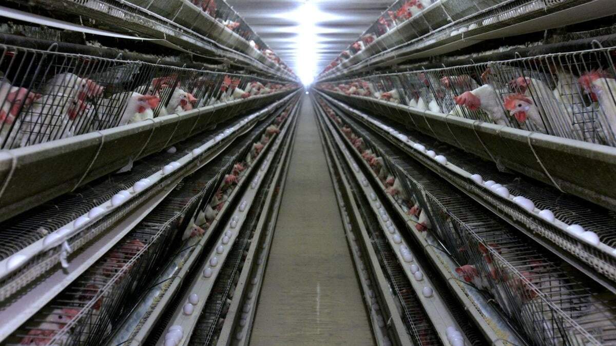 ARCHIVO - En esta imagen de archivo del 28 de septiembre de 2007, aves en un galinero cerca de Livingston, California. El productor de huevos más grande de Suecia, que tenía casi 1,2 millones de aves, o el 20% de las gallinas ponedoras del país, antes de un brote de salmonella, ha recibido orden de sacrificar a todos los animales para que las instalaciones puedan limpiarse en profundidad