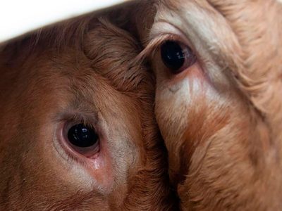Solicitaron que se incluya la perspectiva de derechos animales en los concursos del Poder Judicial