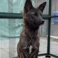 Dogxim, el extraño híbrido entre un perro y un zorro