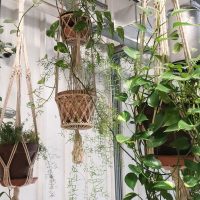 Si querés suculentas colgantes para tu jardín, te enamorarás de todas estas opciones