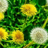 No las arranques: 3 plantas que crecen como yuyo en tu jardín y que son un tesoro para la salud