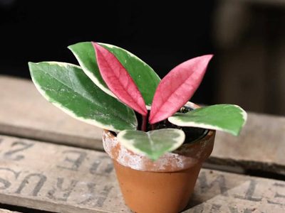 La exótica planta cuyas hojas parecen pintadas a mano y que da hermosas flores con un rico aroma