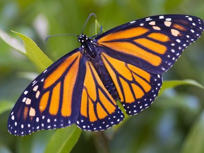 La planta de bellas flores que es una verdadera “máquina” de producir mariposas