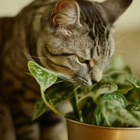 Prestá atención: 8 plantas que son muy comunes y hermosas, pero son tóxicas para tus gatos