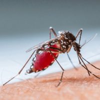 El dengue bate récords de contagio ante el aumento de las temperaturas
