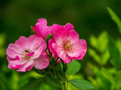La planta de hermosas flores que tenés en tu jardín y que podés usar para rejuvenecer tu piel