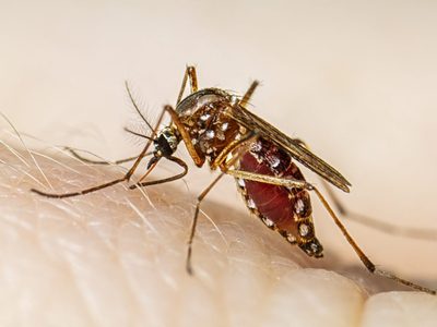 La provincia de Buenos Aires iniciará la vacunación contra el dengue: quiénes recibirán las dosis