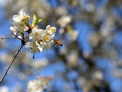 Nuevo atractivo turístico en Chubut: la ceremonia japonesa de los cerezos en flor