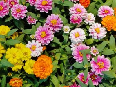 Las plantas perfectas para cultivar en tu jardín esta primavera: color, alegría y fácil cuidado