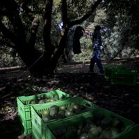 AMLO confía en que hoy se resuelva el problema de la exportación de aguacate a EU